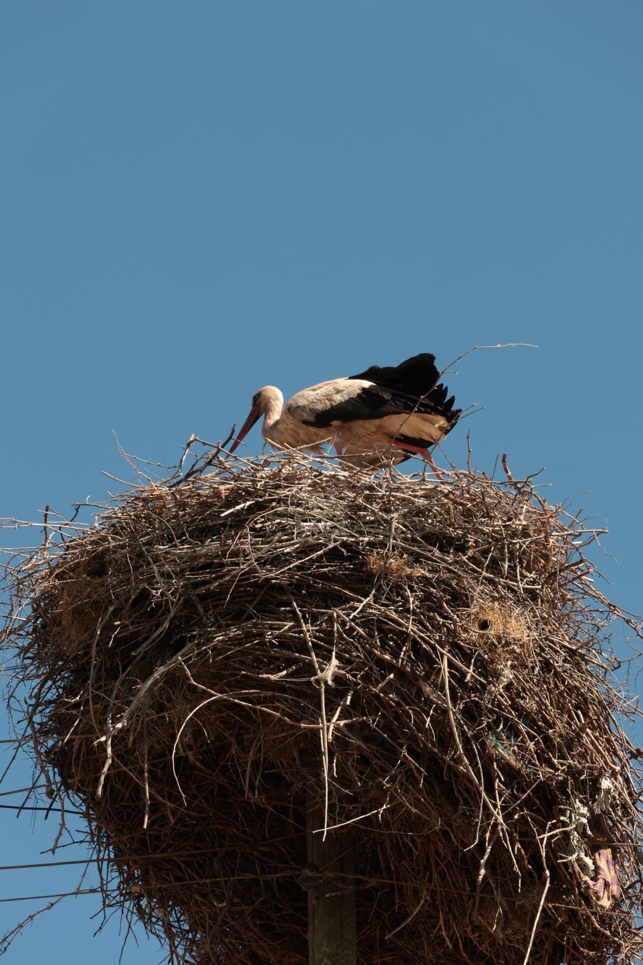 Bird building a nest