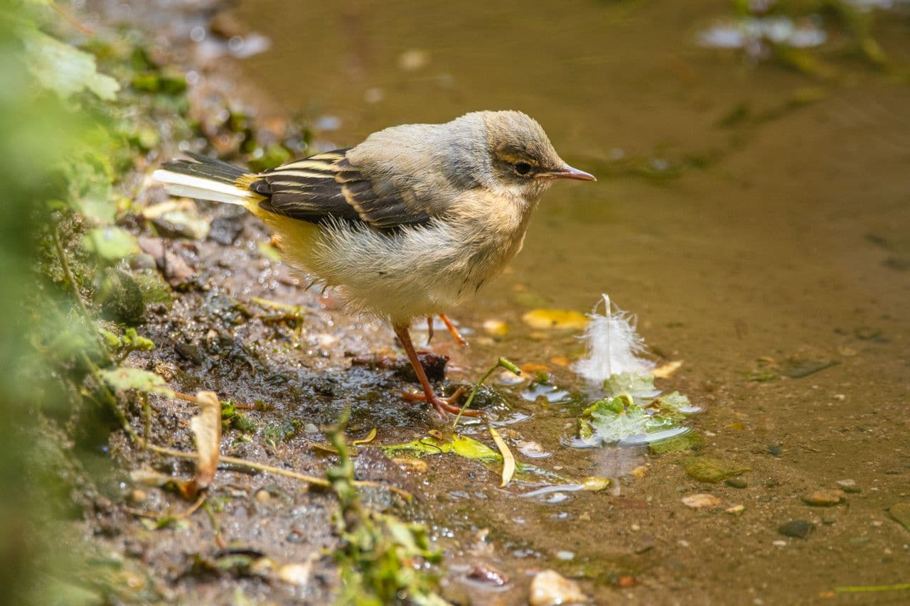 Bird by a flowing stream
