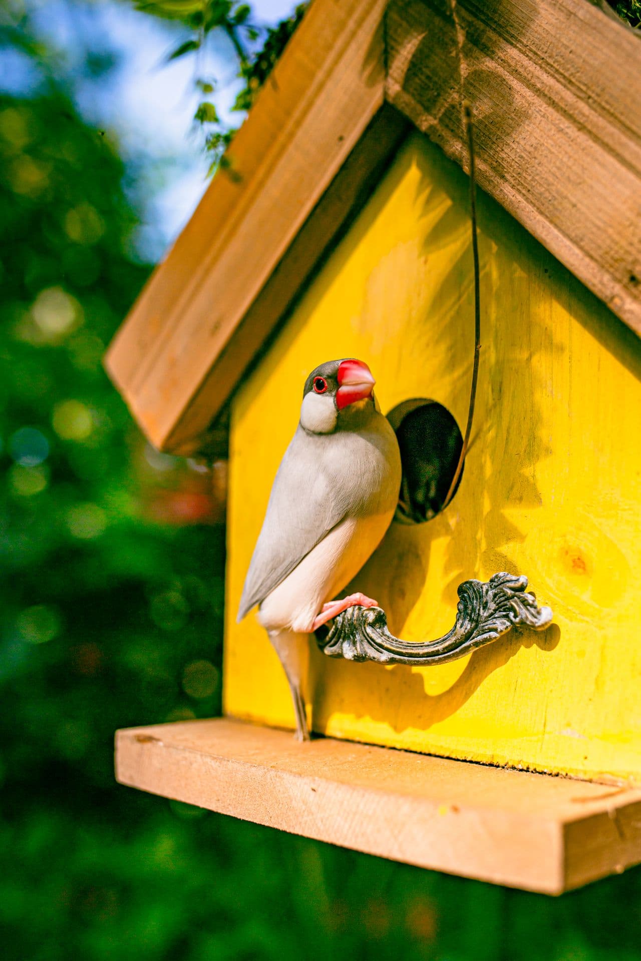 Bird on a bird house