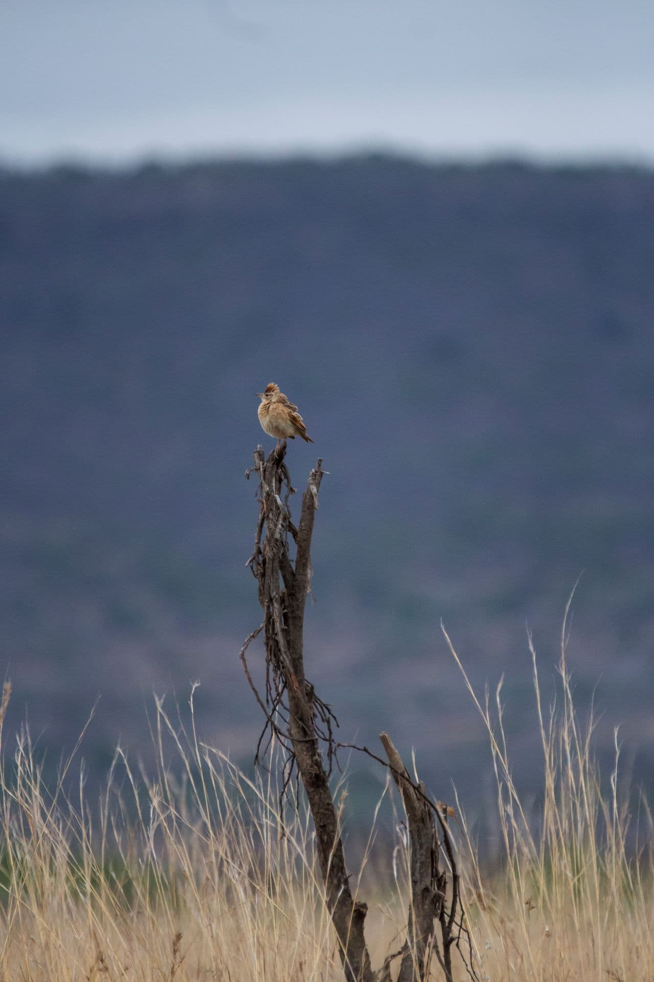 Bird perching