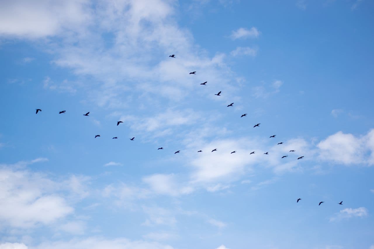 Birds migrating