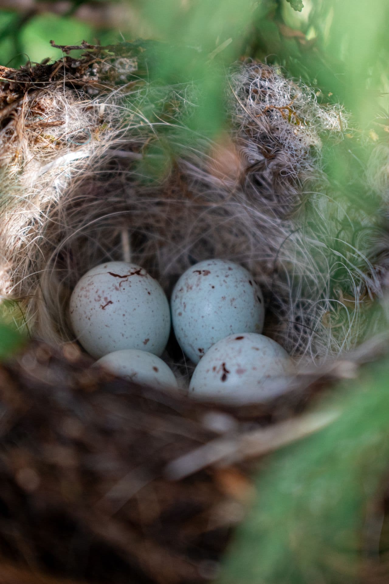 Bird nest with eggs