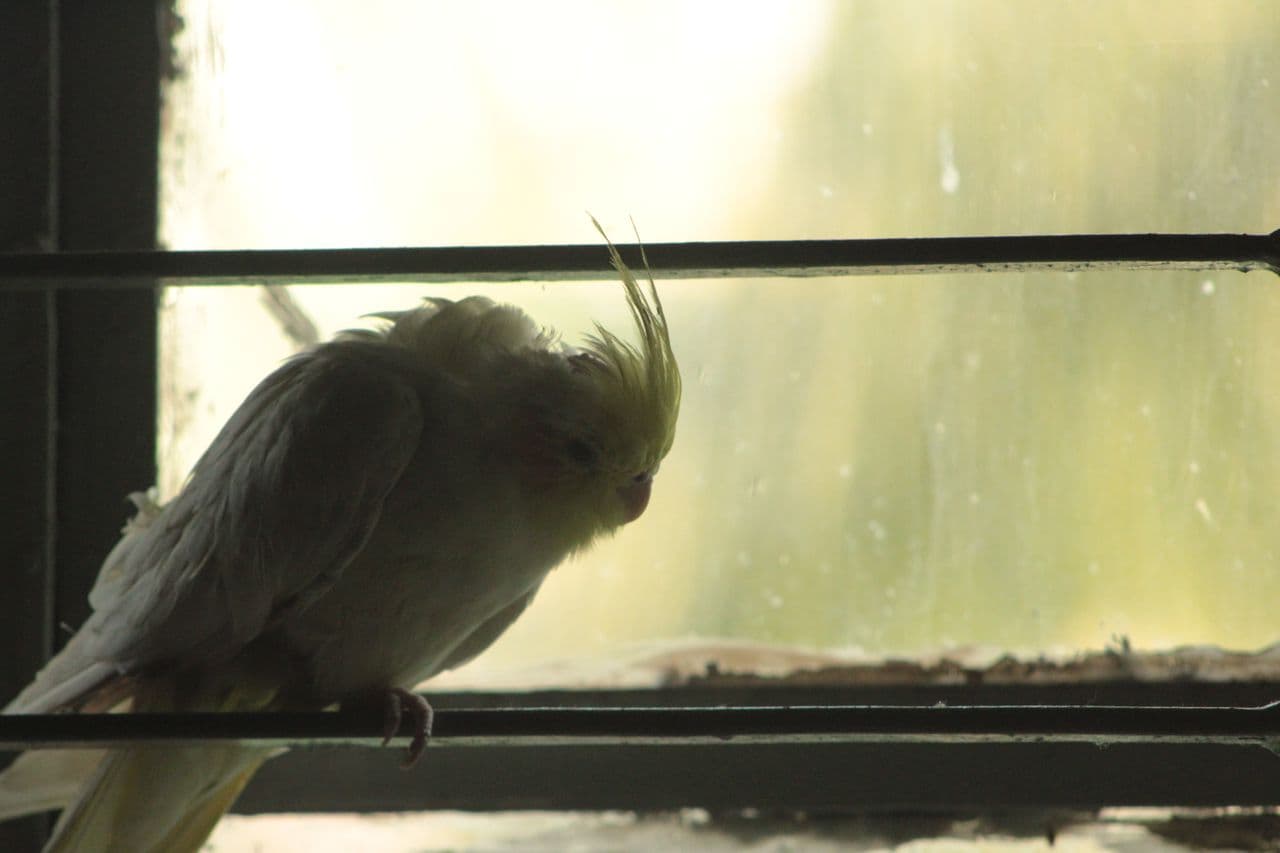 Bird appearing reserved