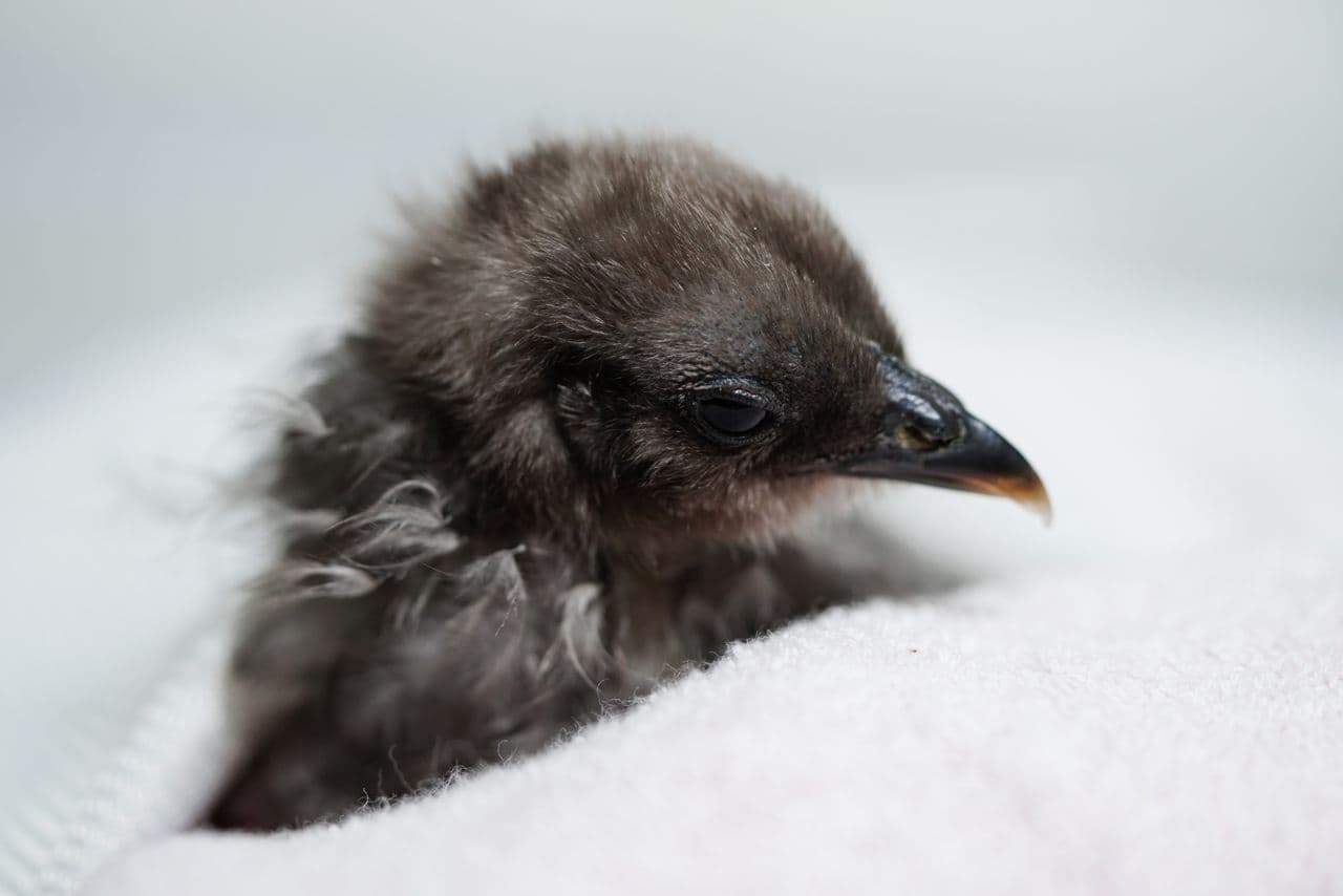 Young bird